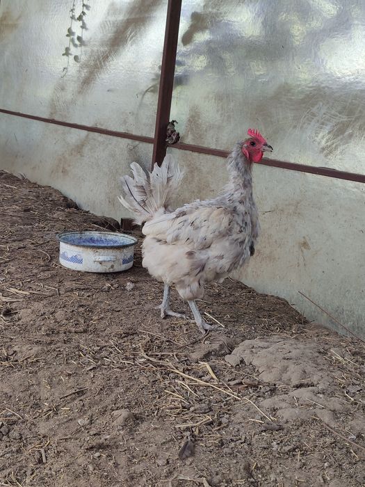 Vând găini Australorp 100 ron
