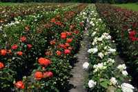 Саженцы роз, это одна из самых красивых и стойких роз. Роза