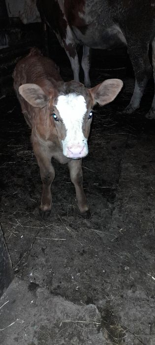 Vând vițea bălțată românească