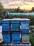 Vând 6 cutii roiuiri , 30 de hrănitoare și 50 de rame