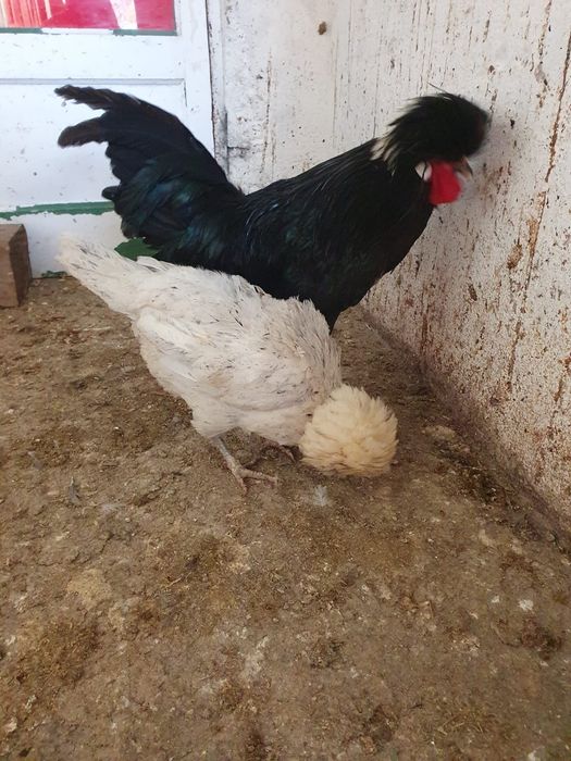 Vând motata olandeză