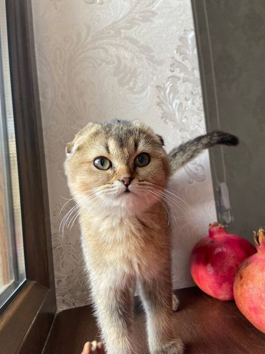 Scottish fold sotiladi