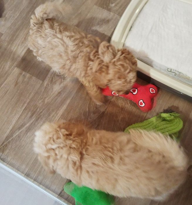 Mini/toy poodle Мини/той момченца