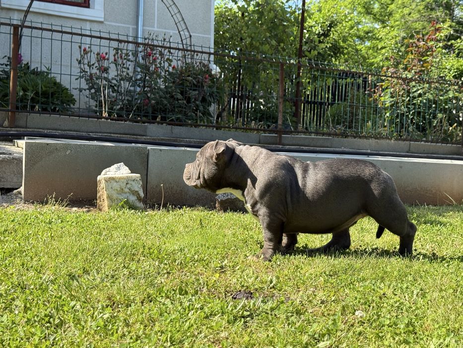 Vand femela american bully pocket