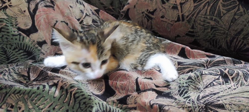 Хадяга берилади мушук болалари