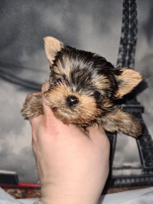 Крошечные мини щенки йорка эксклюзив,прекрасный подарок