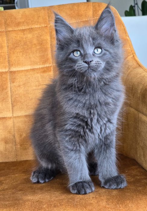 Коте  Мейн-кун, момче