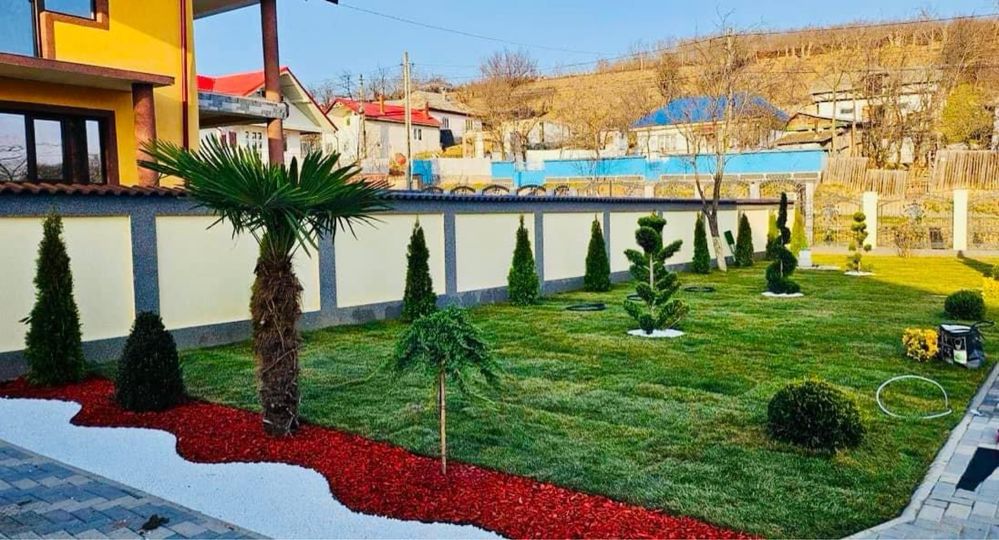 Plante ornamentale diferite specii.tuia. Gazon rulou.piatra.amenjari