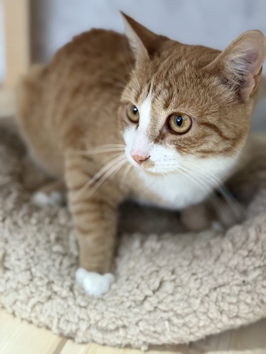 Отдам кастрированного кота в добрые руки