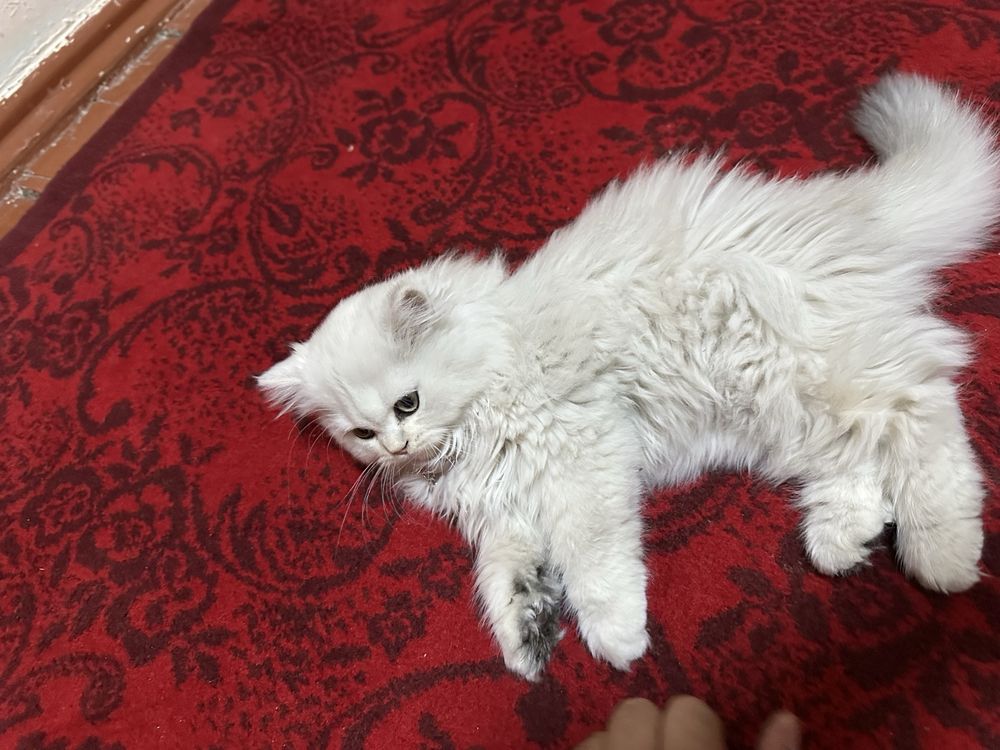Сибириской шиншила 2 мес девочка