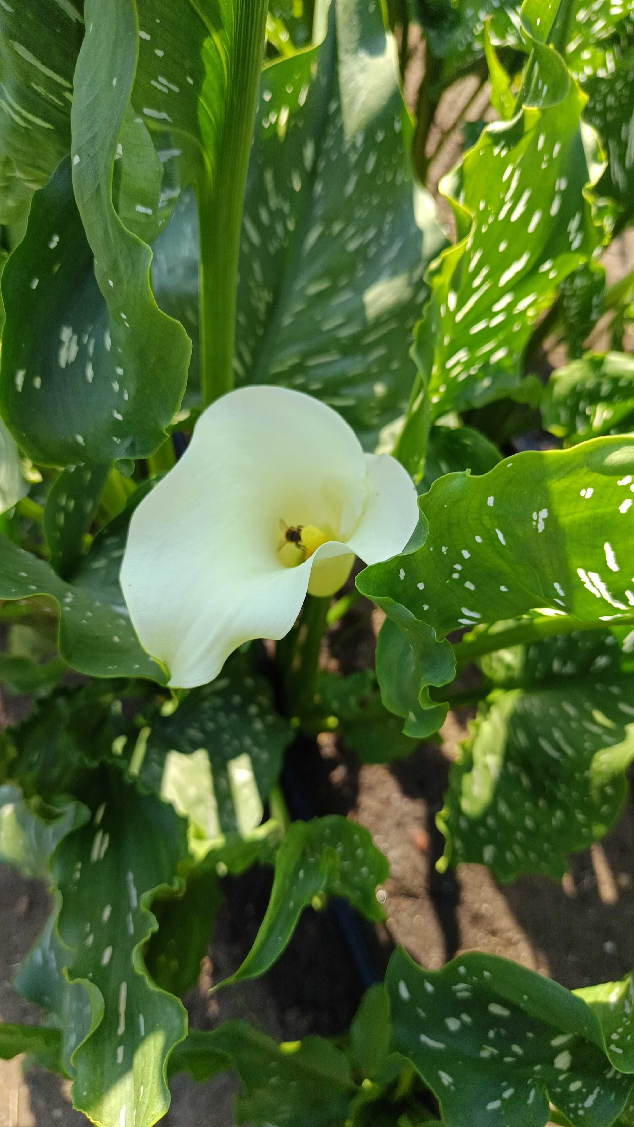 Bulbi de Tuberoze si Cale de vanzare