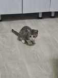Котята животные.