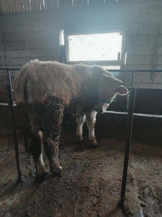 9 айлык аулиекол порода