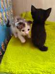 Отдам котят бесплатно