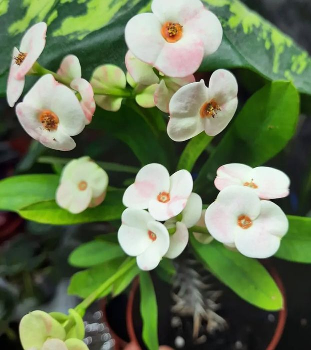 Комнатные цветы молочай