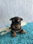 Câine YorshireTerrier