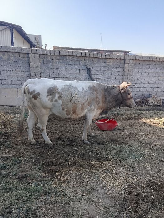 Сигир сотилади 8ойдан утган