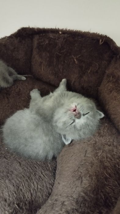 Scottish fold va Scottish strayt mushukchalar