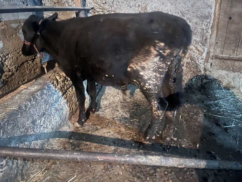 Бука 2 жастан аскан