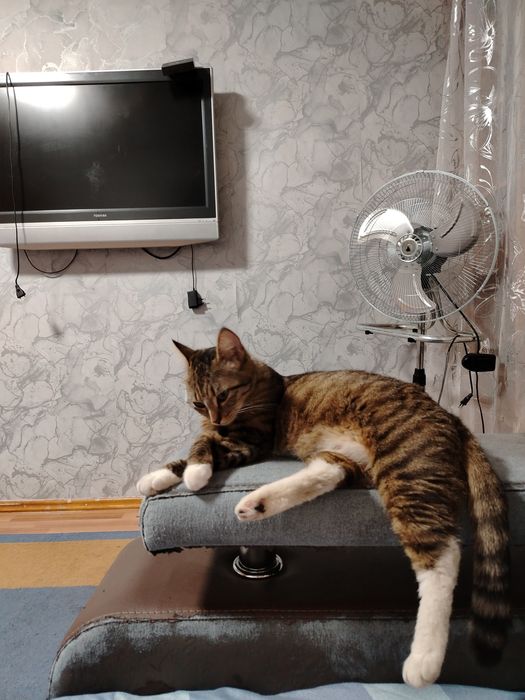 Пропала кошка в районе ж. Мусы 1