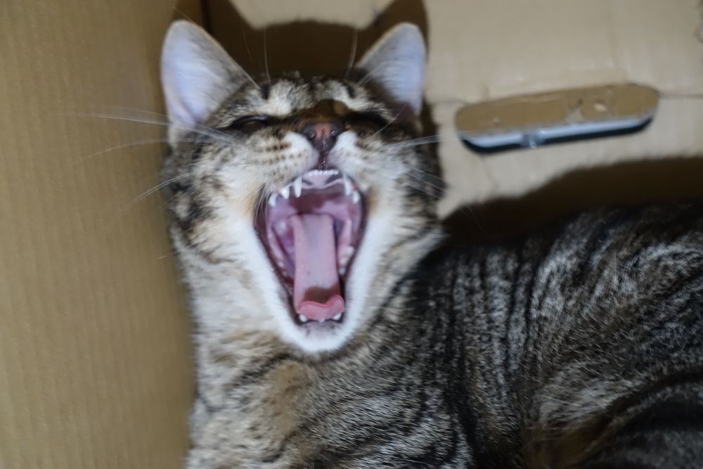 Ласковый Котёнок Даром !!!
