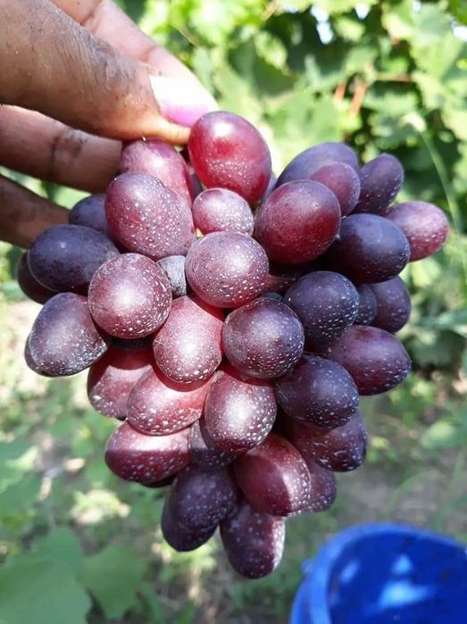 Pomi și vița de vie altoita