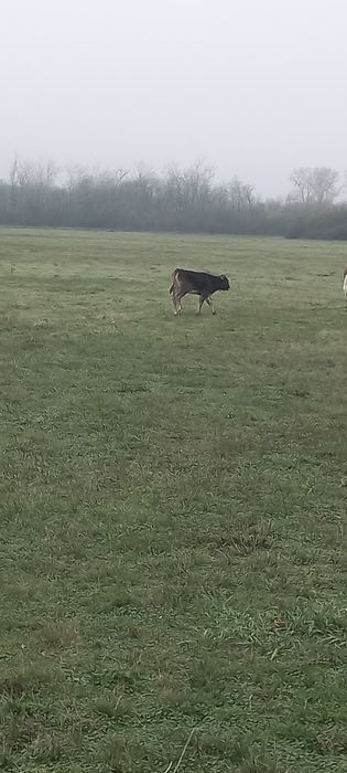 viței de la 3 la 5 luni 3bucăți vitele toate.