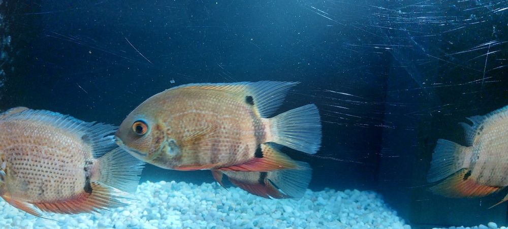 Ciclide americane severum