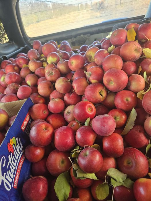 Яблоки за 250 тт