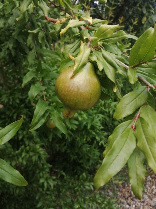 Butasi Paulownia ,Kiwi si rodieri la ghiveci