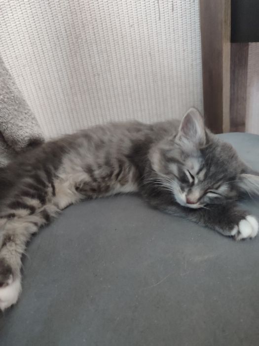 Бобтейл котёнок девочка
