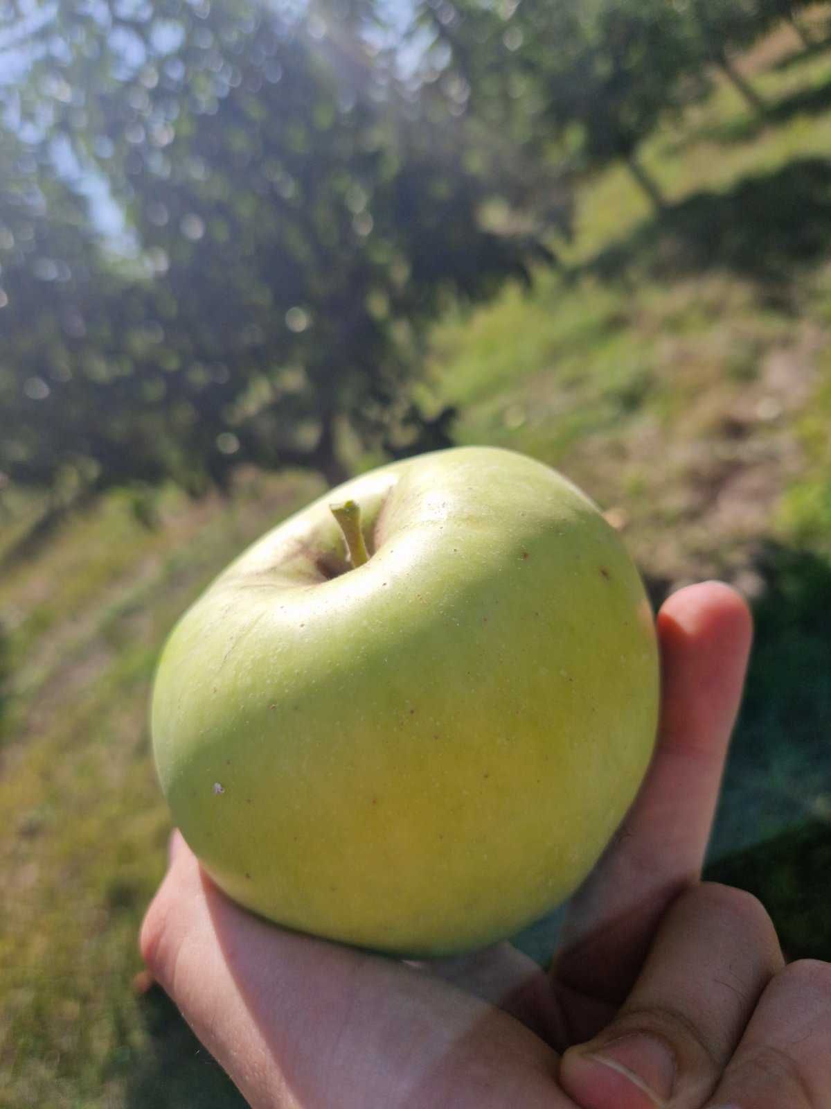 Овощни дръвчета Ябълки, Круши, Сливи, Дюли, Кайсии, Праскови