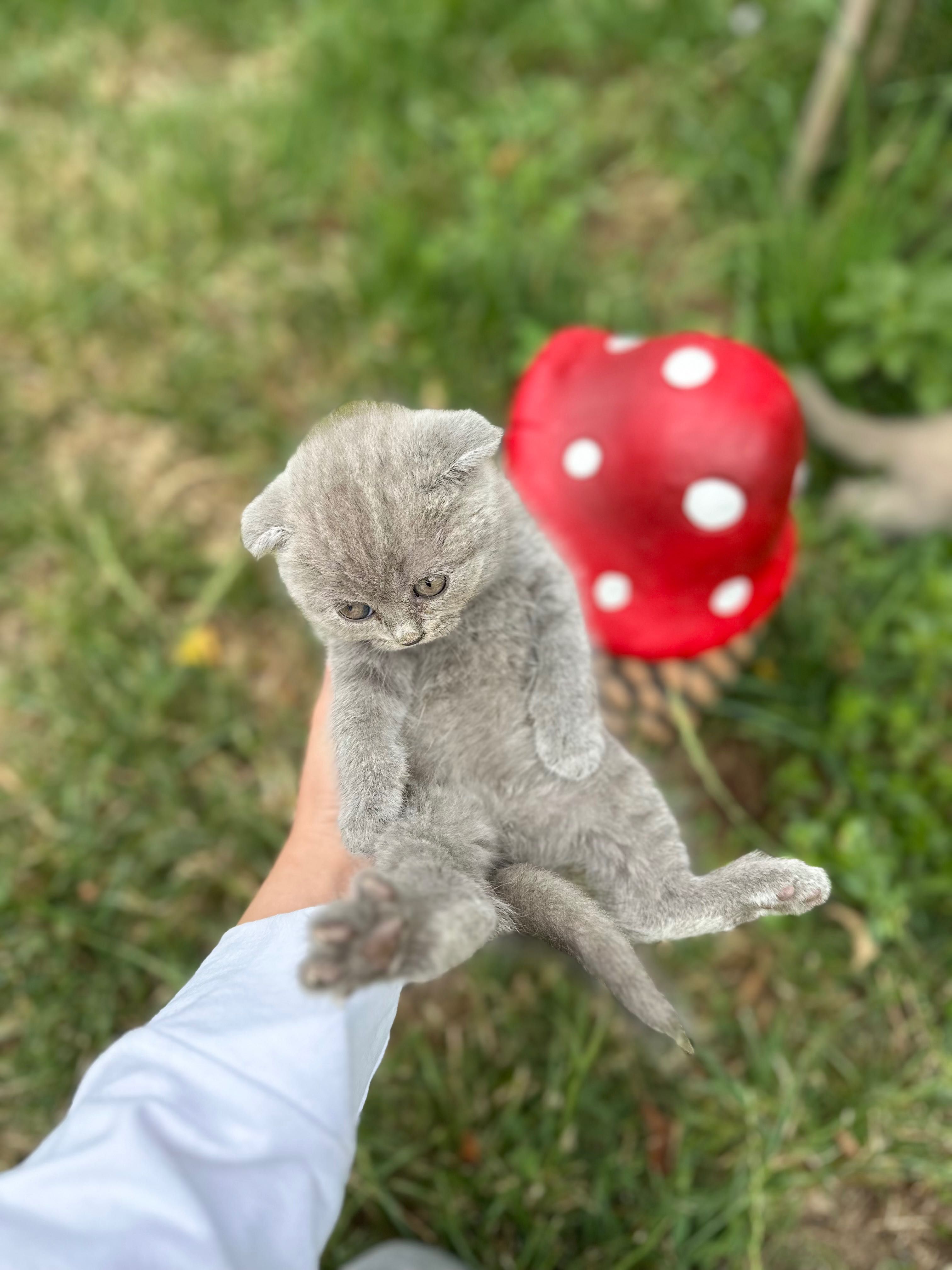 Шотландска клепоуха