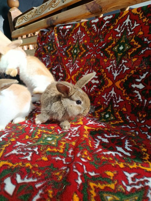 Karlik baran Sotiladi