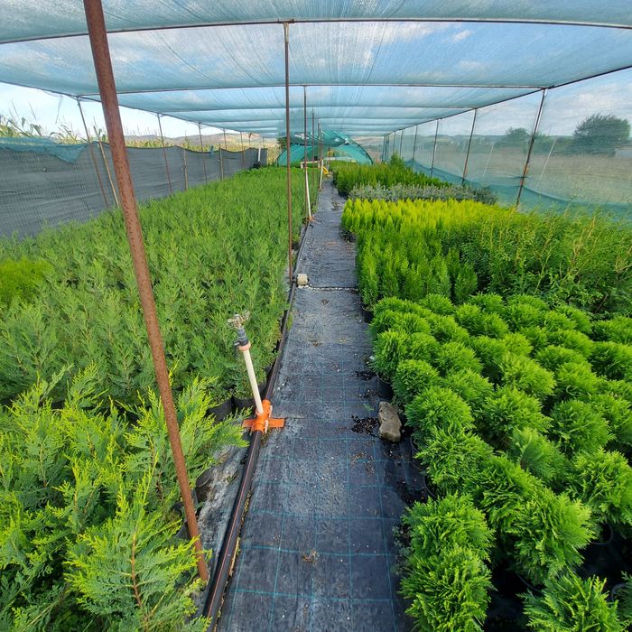 Leylandii Gold Rider / Leylandii Auriu