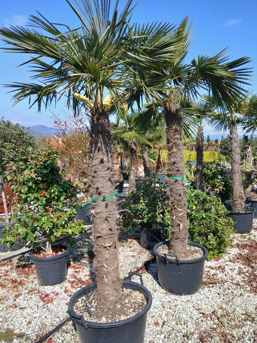 Palmieri diferite specii și marimi