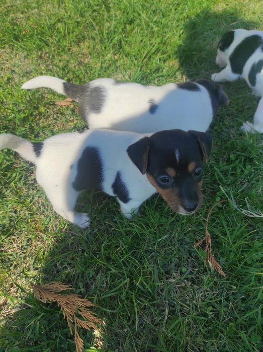 Джак ръсел териери