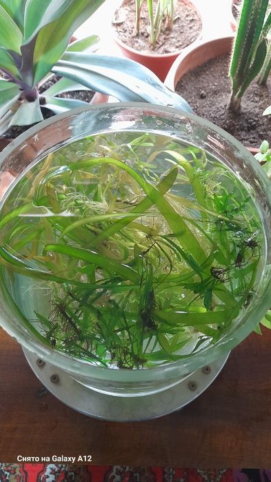 Аквариум отлари сотилади