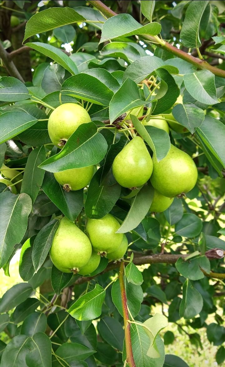 Tăieri la pomi fructiferi