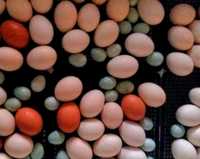 Продам инкубационные  яйца пекинской утки,индоутки, кур и перепел