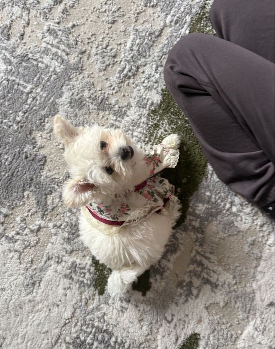 Bichon maltese!!
