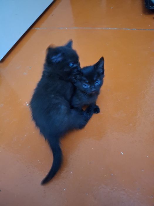 Отдадим в хорошие руки