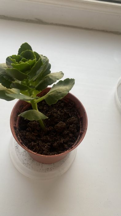 Продам здоровые, крепкие отростки каланхоэ.