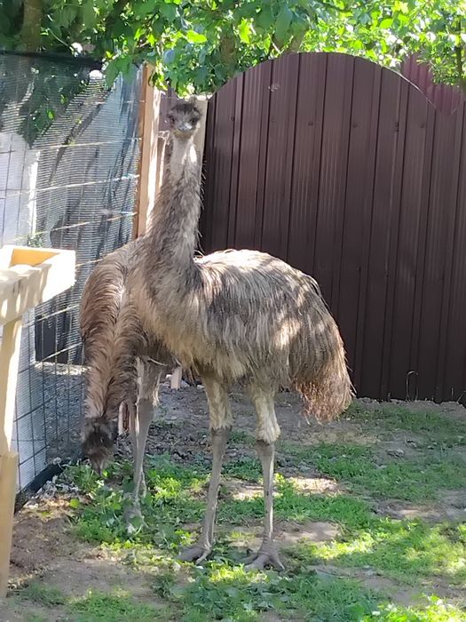 Vănd struți emu ăn vărstă de 10 luni