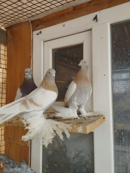 Продам голубей  .