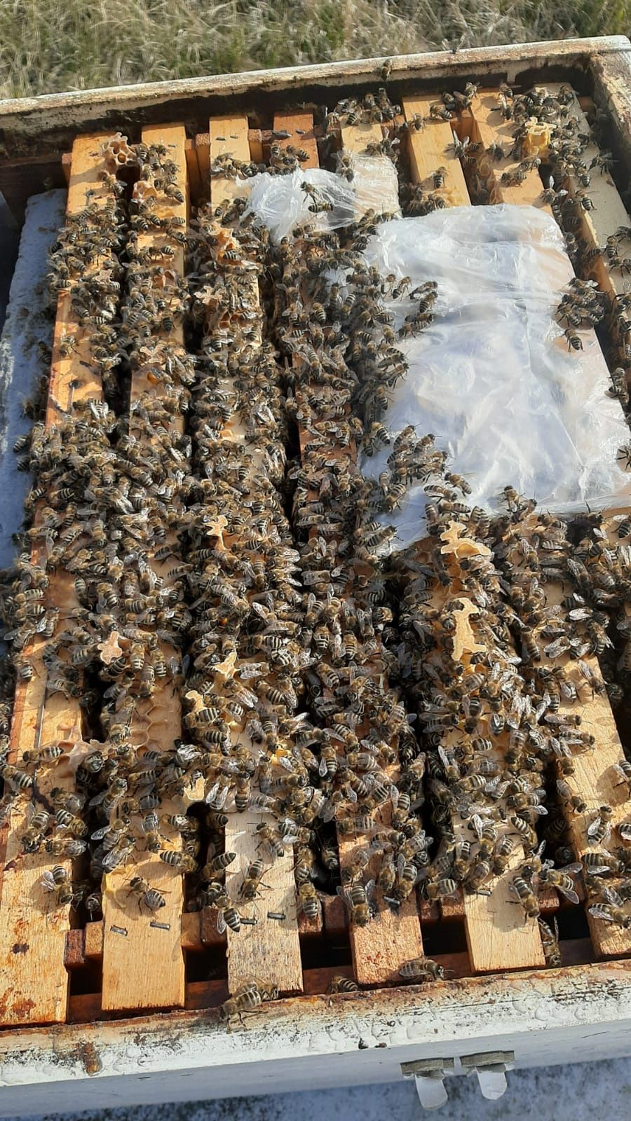 Vânzare familii  de albine