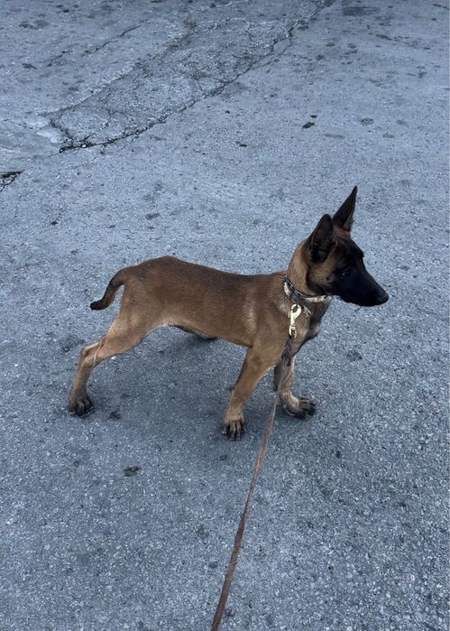 Собака Малинуа щенок продаю