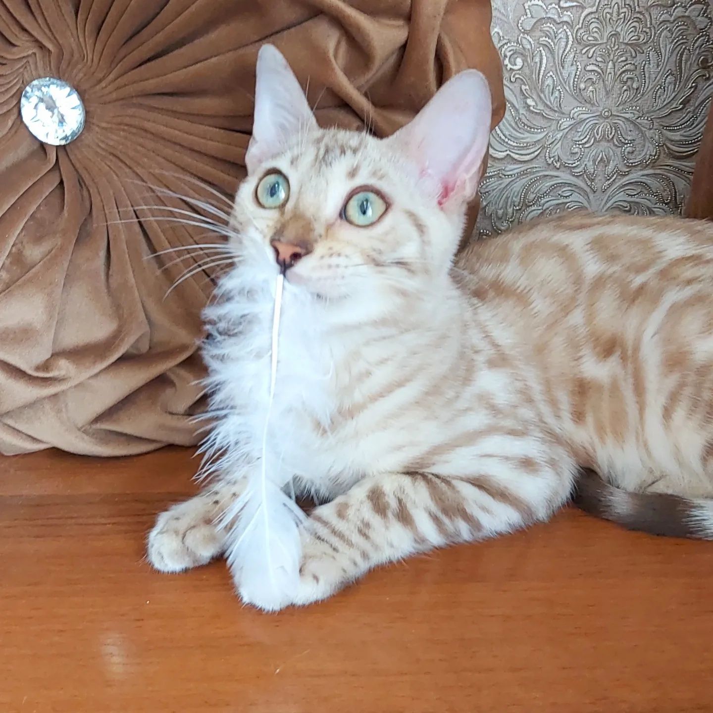 БЕНГАЛЫ СНЕГ. Snow Bengal cats