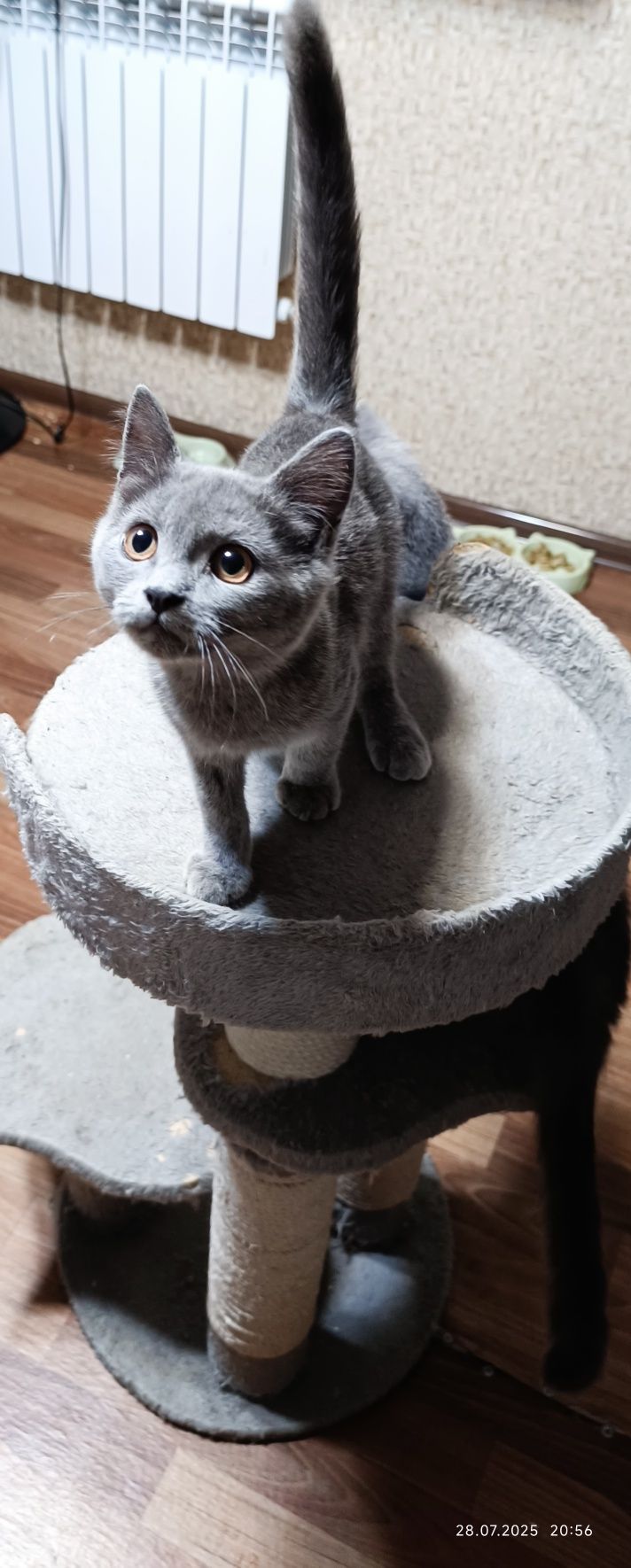Продаëтся котята