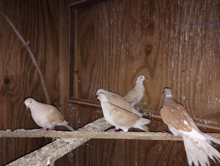 Кускумрийки гугутки, гълаби, и декоративни петлета.